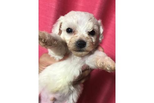 成約済の北海道のビションフリーゼ-98927の1枚目