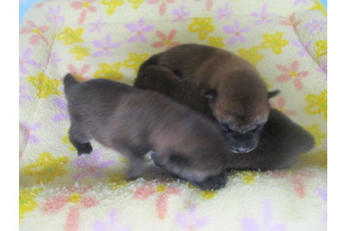 成約済の岡山県の柴犬-98936の11枚目