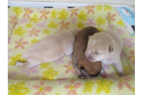 成約済の岡山県の豆柴-98939の2枚目