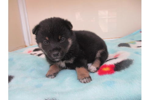 成約済の岡山県の柴犬-98942の5枚目