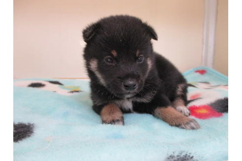 成約済の岡山県の柴犬-98942の4枚目