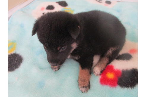 成約済の岡山県の柴犬-98942の3枚目