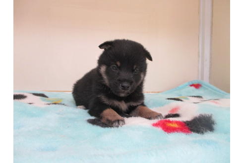 成約済の岡山県の柴犬-98942の2枚目