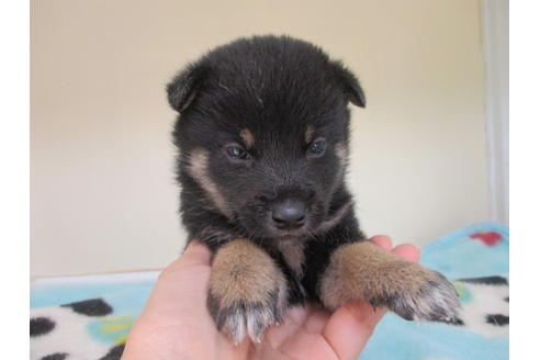 成約済の岡山県の柴犬-98942