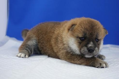 成約済の愛知県の柴犬-98944の5枚目