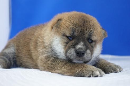 成約済の愛知県の柴犬-98944の3枚目