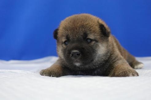 成約済の愛知県の柴犬-98950の1枚目