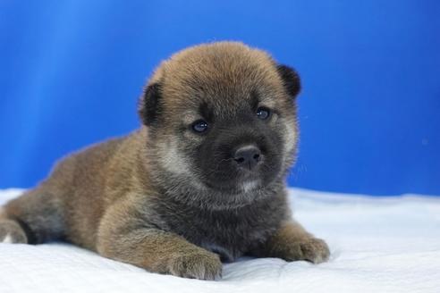 成約済の愛知県の柴犬-98950の5枚目