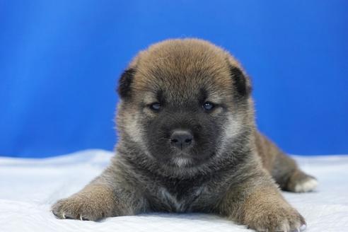 成約済の愛知県の柴犬-98950の4枚目