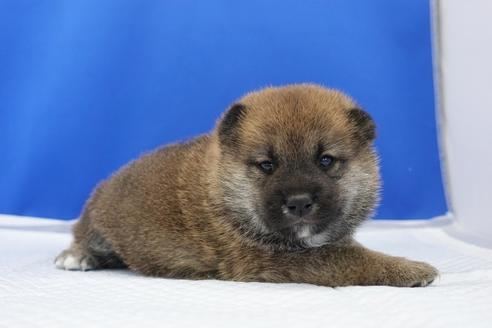 成約済の愛知県の柴犬-98952の1枚目