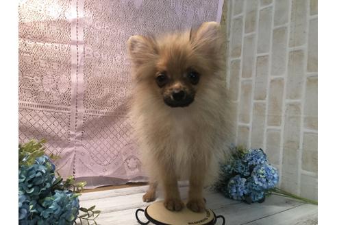 40万円以下のポメラニアンの子犬を探す ブリーダーナビ