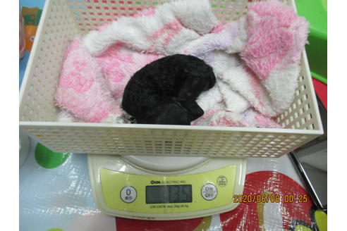 成約済の大阪府のティーカッププードル-98961の8枚目
