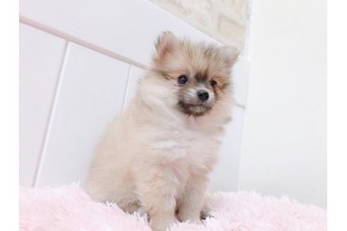 大阪府のポメラニアン 女の子 04 15生まれ オレンジ 子犬id 977 ブリーダーナビ