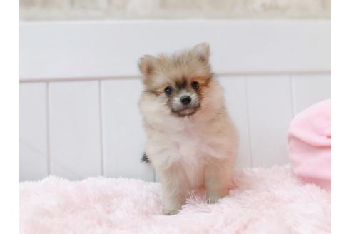 大阪府のポメラニアン 女の子 04 15生まれ もふもふ可愛い短足ちゃんです 子犬id 977 ブリーダーナビ