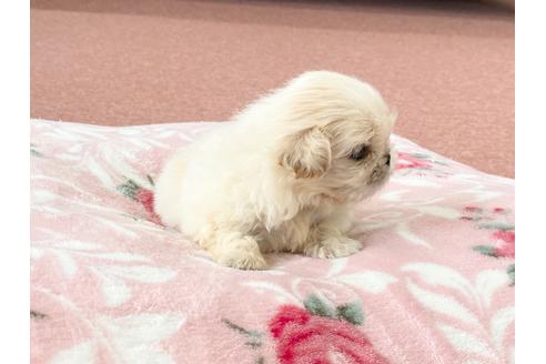 成約済の香川県のペキニーズ-99012の6枚目