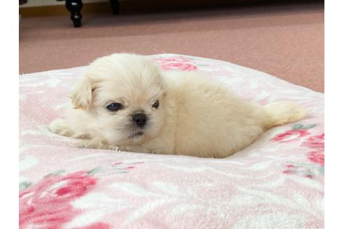 成約済の香川県のペキニーズ-99012の4枚目