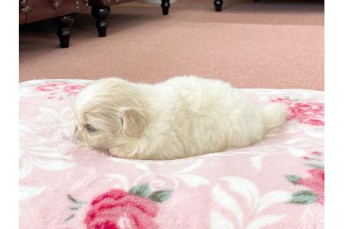 成約済の香川県のペキニーズ-99020の4枚目