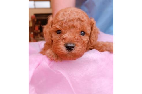 成約済の沖縄県のトイプードル-99026の1枚目