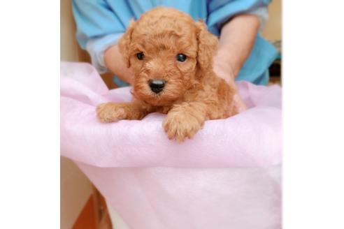 成約済の沖縄県のトイプードル-99034の1枚目