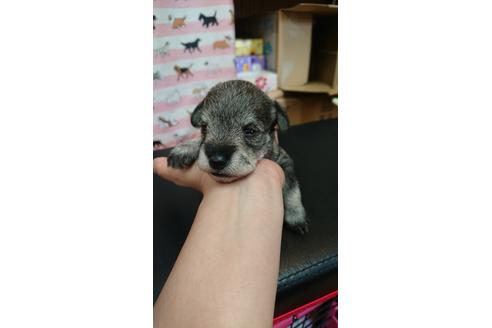 成約済の栃木県のミニチュアシュナウザー-98651の4枚目
