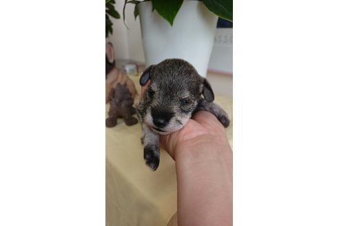 成約済の栃木県のミニチュアシュナウザー-98651の2枚目