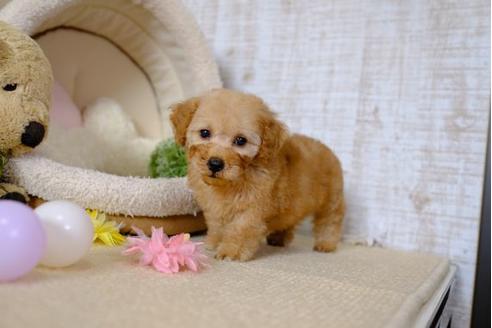 成約済の滋賀県のトイプードル-97907の1枚目