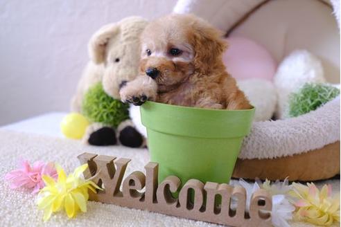 成約済の滋賀県のトイプードル-97907の5枚目