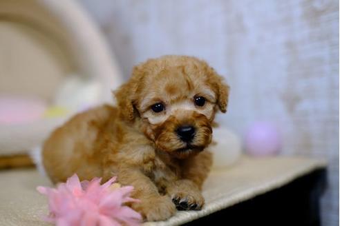 成約済の滋賀県のトイプードル-97907の3枚目