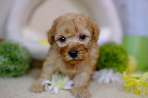 成約済の滋賀県のトイプードル-97907の2枚目