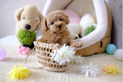 成約済の滋賀県のトイプードル-97908の1枚目