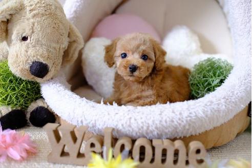 成約済の滋賀県のトイプードル-97908の5枚目