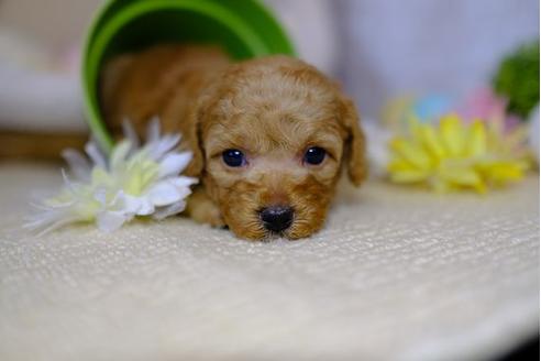 成約済の滋賀県のトイプードル-97908の3枚目
