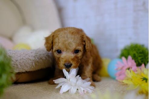 成約済の滋賀県のトイプードル-97908の2枚目