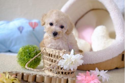 成約済の滋賀県のトイプードル-97909の1枚目