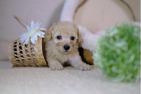 成約済の滋賀県のトイプードル-97909の3枚目