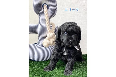 成約済の東京都のミックス犬-98512の1枚目