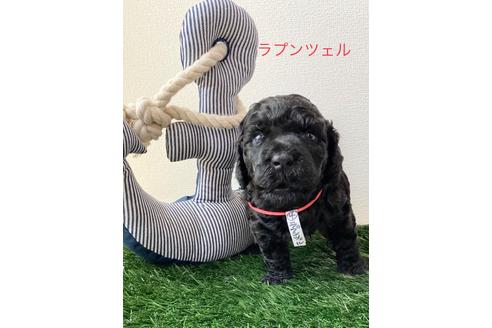 成約済の東京都のミックス犬-98510の1枚目