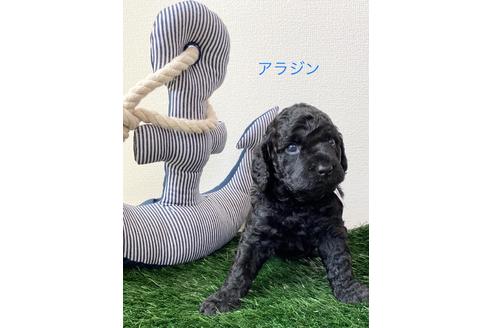 成約済の東京都のミックス犬-98509の8枚目