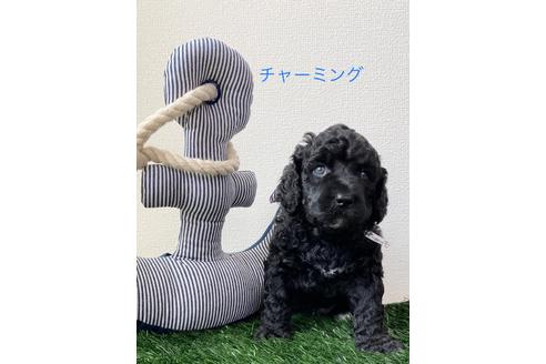 成約済の東京都のミックス犬-98508の8枚目