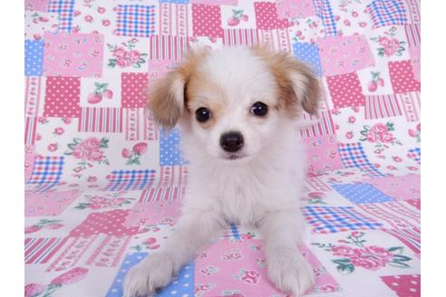 成約済の千葉県のパピヨン-96029の8枚目