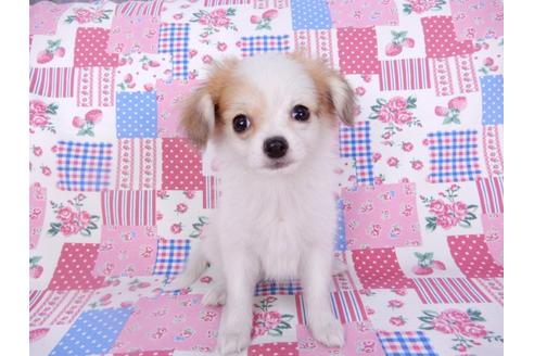 成約済の千葉県のパピヨン-96029の7枚目