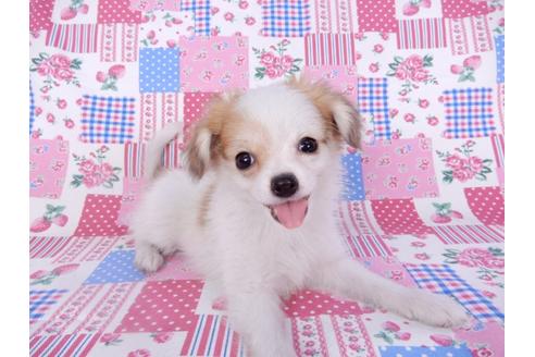 成約済の千葉県のパピヨン-96029の6枚目