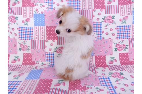 成約済の千葉県のパピヨン-96029の5枚目