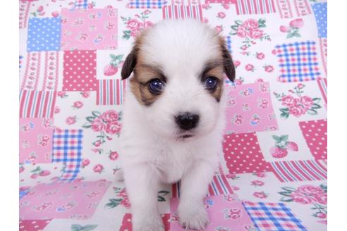 成約済の千葉県のパピヨン-99135の1枚目