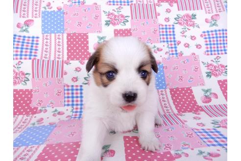 成約済の千葉県のパピヨン-99135の4枚目