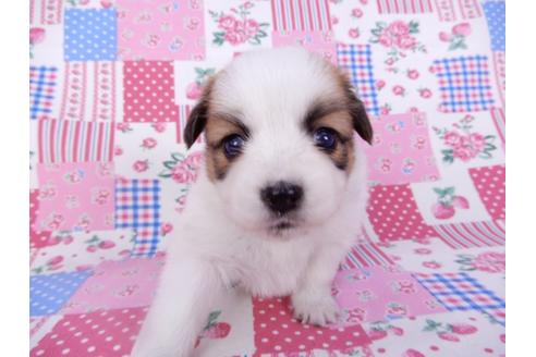 成約済の千葉県のパピヨン-99135の3枚目