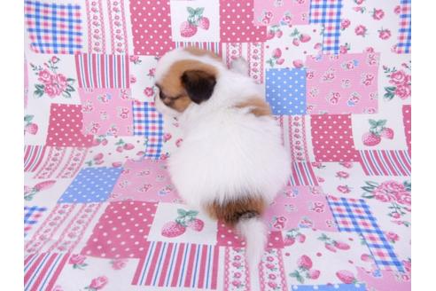 成約済の千葉県のパピヨン-99135の2枚目