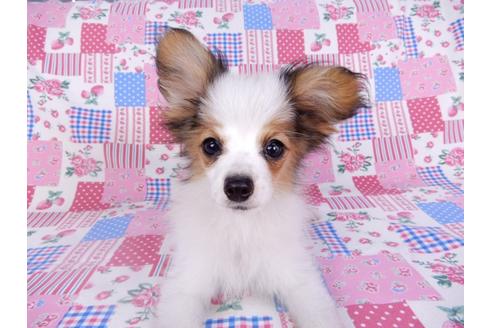 成約済の千葉県のパピヨン-99138の1枚目