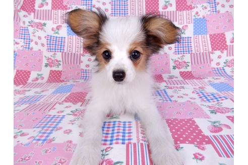 成約済の千葉県のパピヨン-99138の4枚目