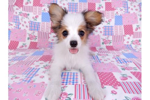 成約済の千葉県のパピヨン-99138の3枚目